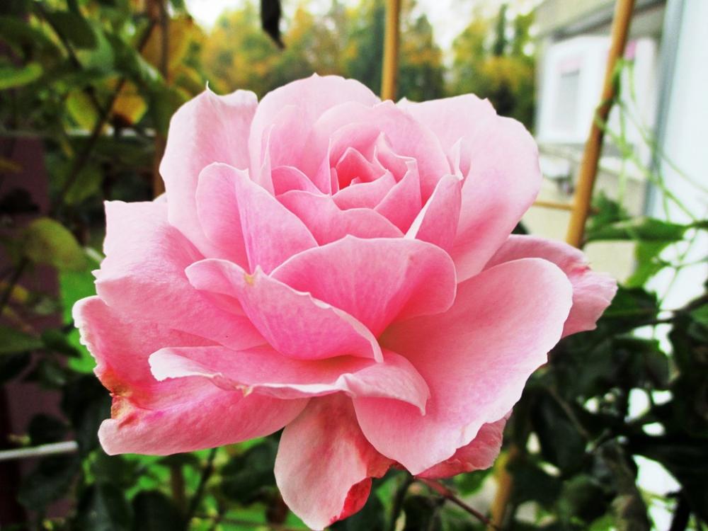 Flower Rose Pink Flower Plant Nature Flower Rose Pink Flower Plant Nature