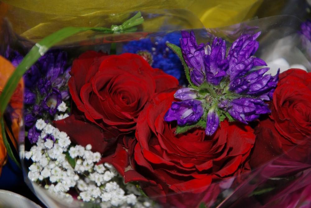 Flower Plant Nature Lilac Rose Drops Red Love Flower Plant Nature Lilac Rose Drops Red Love