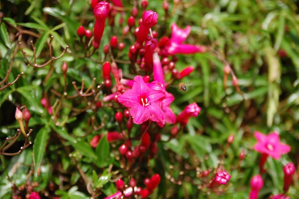 Flower Nature Plant Summer Bee Land Insect Pink Flower Nature Plant Summer Bee Land Insect Pink