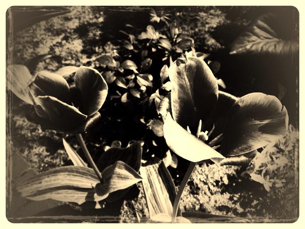 Flower Vintage Old Nature Antique Flower Vintage Old Nature Antique