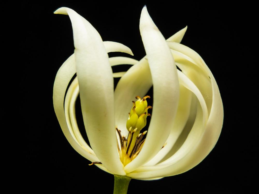 Blossom Bloom Flower White Blossom Bloom Flower White