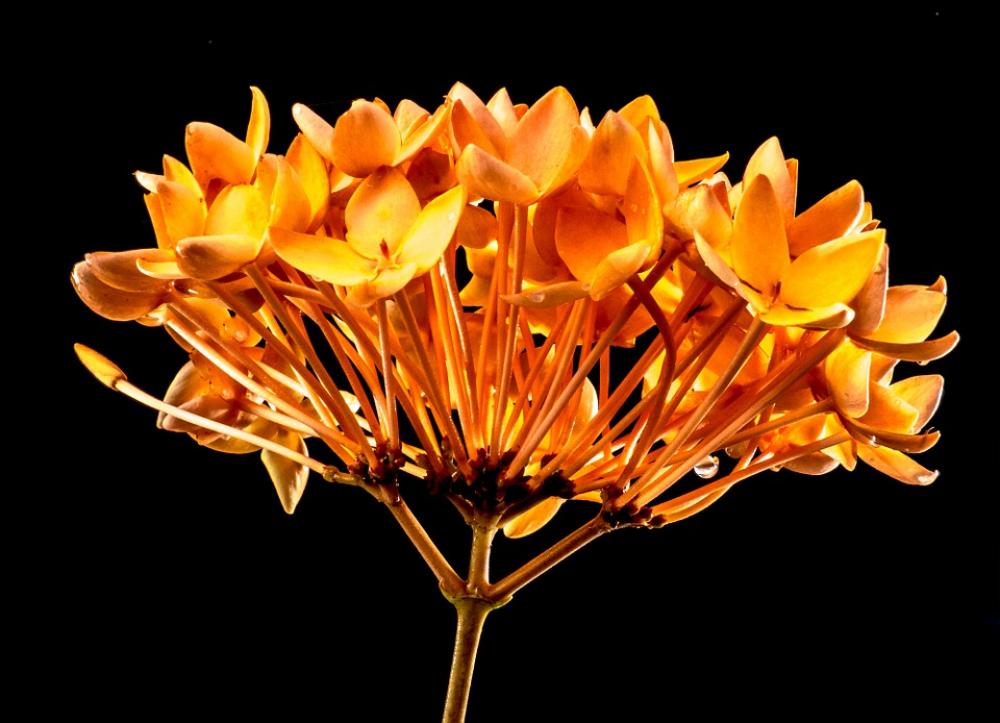 Blossom Bloom Flower Yellow Orange Blossom Bloom Flower Yellow Orange