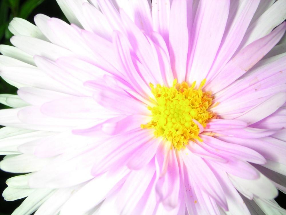 Flower Macro Nature White Flower Macro Nature White