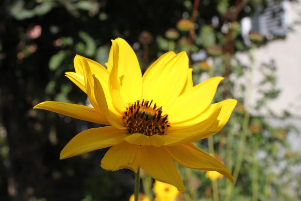 Blossom Bloom Yellow Summer Plant Petals Garden Blossom Bloom Yellow Summer Plant Petals Garden