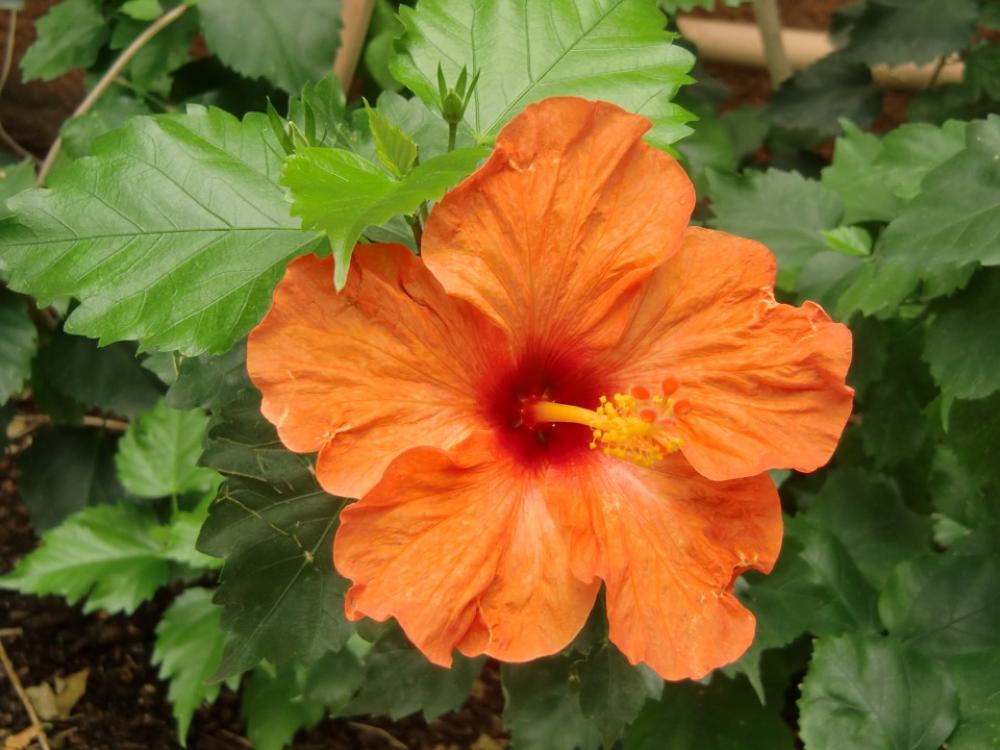 Flower Orange Crocodile Farm France Nature Idyll Flower Orange Crocodile Farm France Nature Idyll