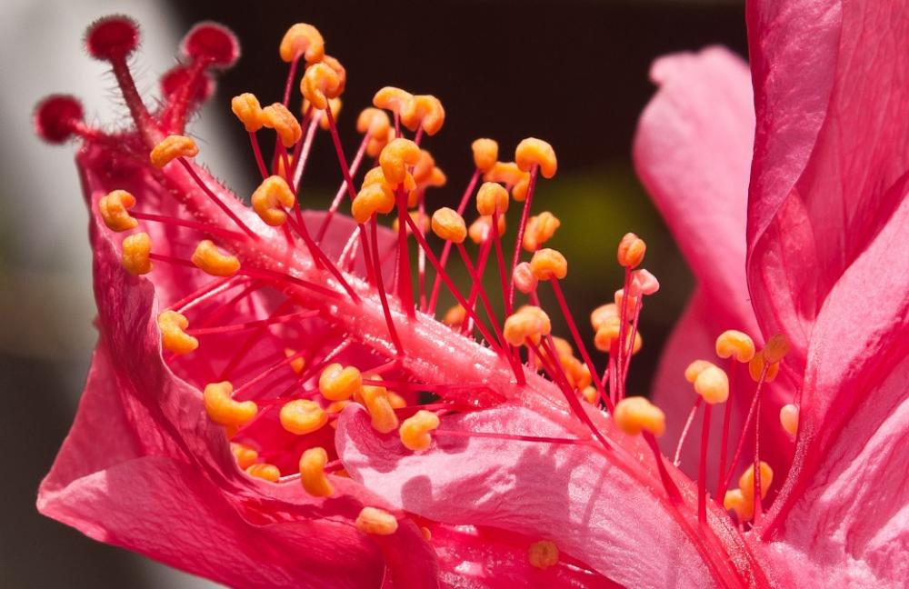 Flower Pink Beautiful Flower Nature Petals Flower Pink Beautiful Flower Nature Petals