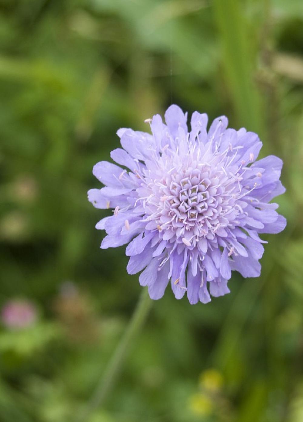 Flower Blossom Bloom Blue Mountain Flower Meadow Flower Blossom Bloom Blue Mountain Flower Meadow