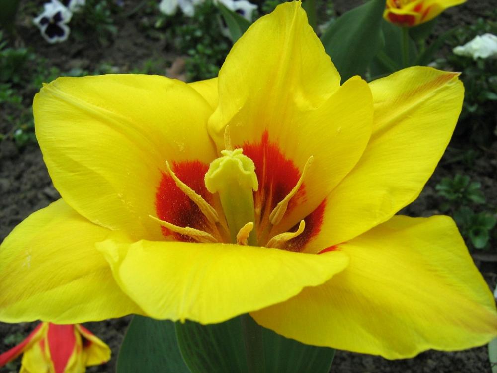 Flower Yellow Spring Flower Yellow Spring