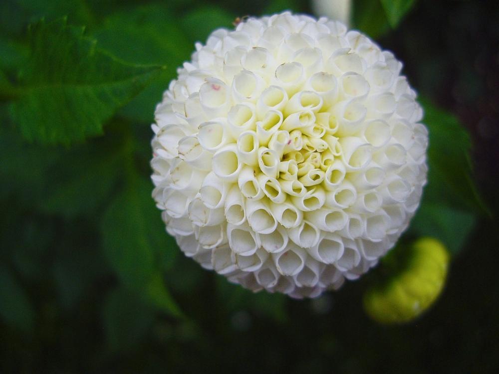 Flower Nature White Flower Nature White