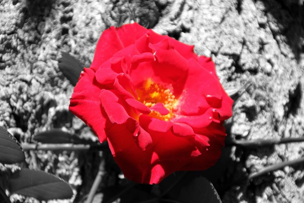 Flower Rossa Red Flower Petals Nature Spring Flower Rossa Red Flower Petals Nature Spring