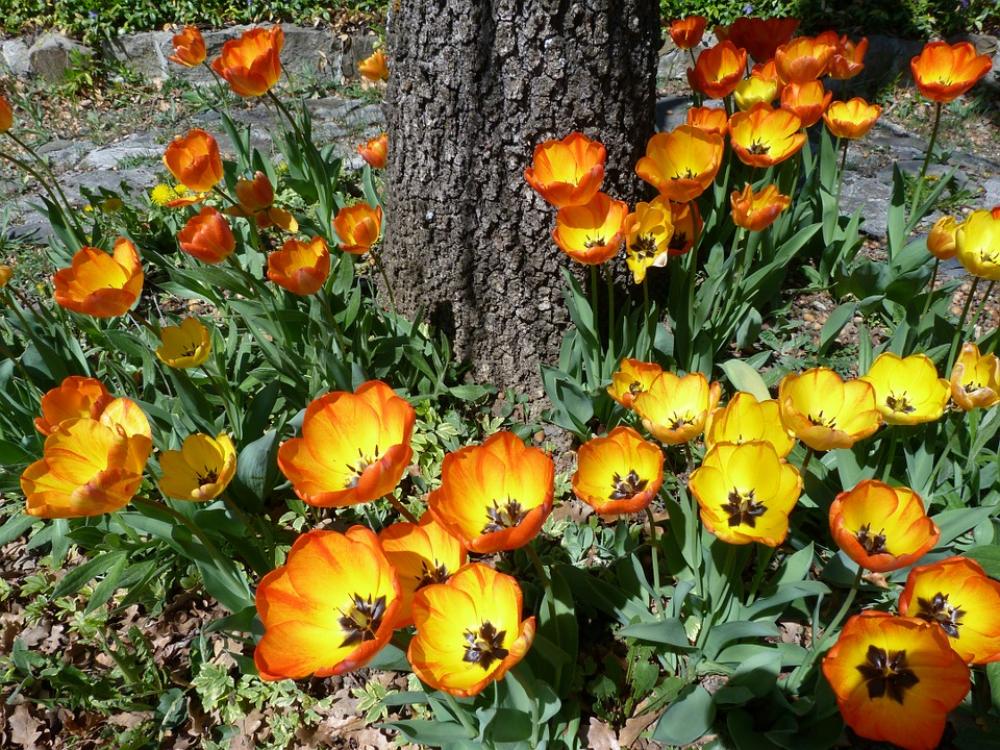 Flower Garden Tulip Yellow Red Nature Spring Flower Garden Tulip Yellow Red Nature Spring