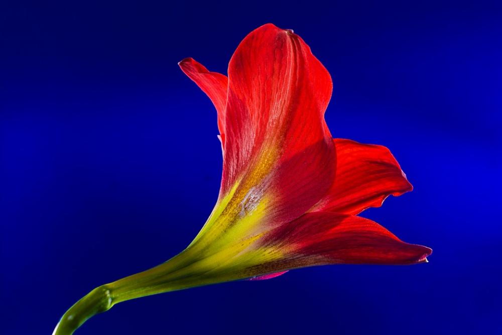 Blossom Bloom Flower Red Blossom Bloom Flower Red