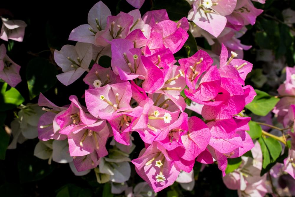 Blossom Bloom Flower Pink Close Up Blossom Bloom Flower Pink Close Up