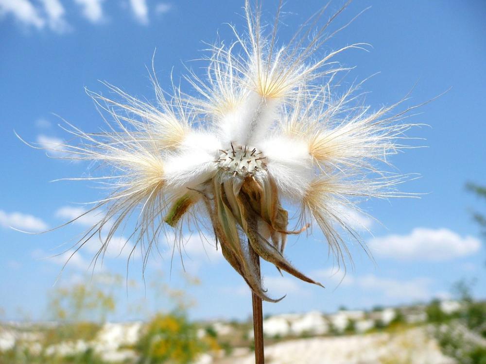 Flower Hairy White Flower Hairy White