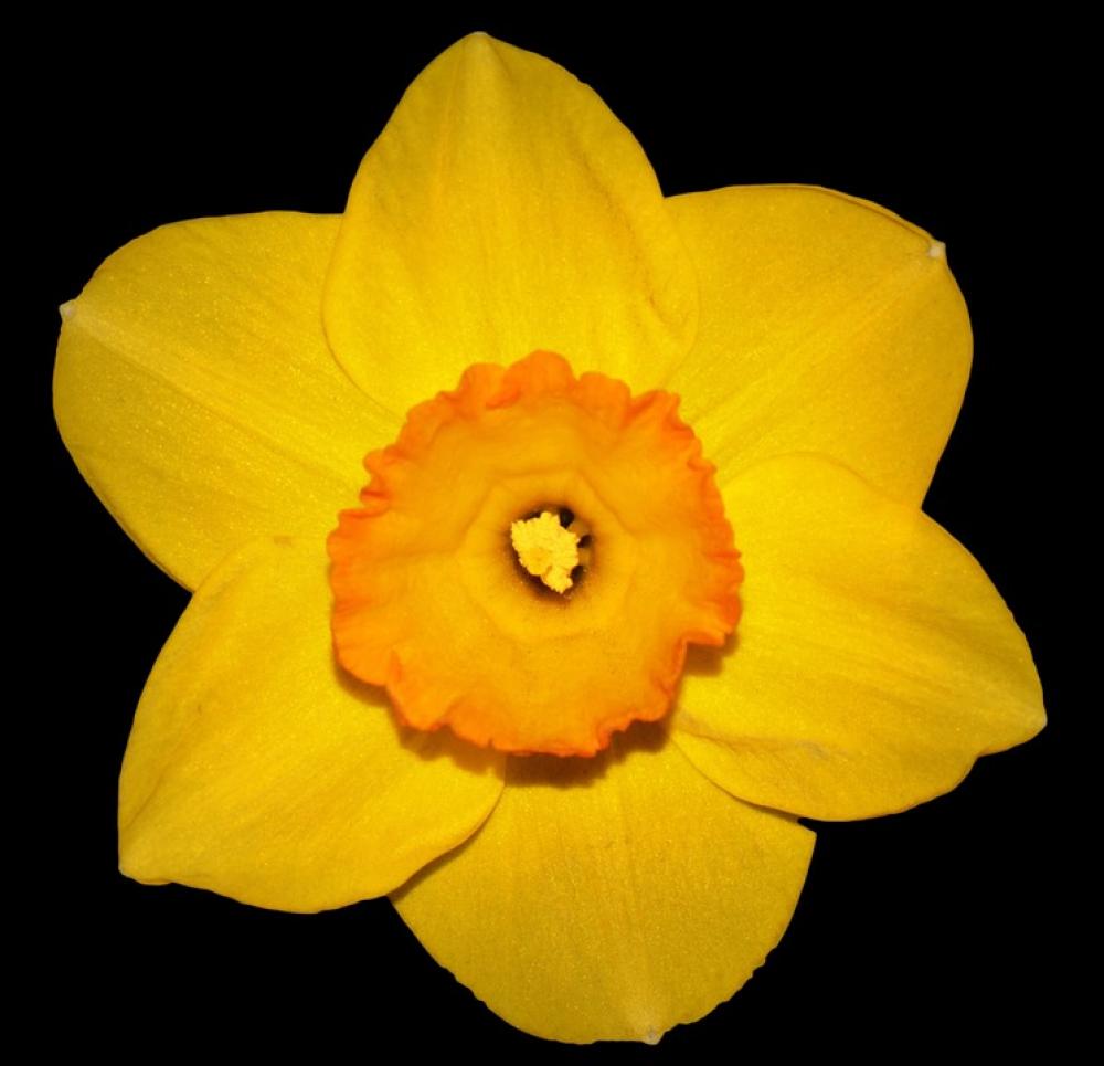Flower Narcis Spring Yellow Easter Flower Flower Narcis Spring Yellow Easter Flower