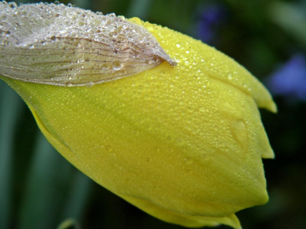 Flower Flowers Nature Plant Spring Yellow Flower Flowers Nature Plant Spring Yellow