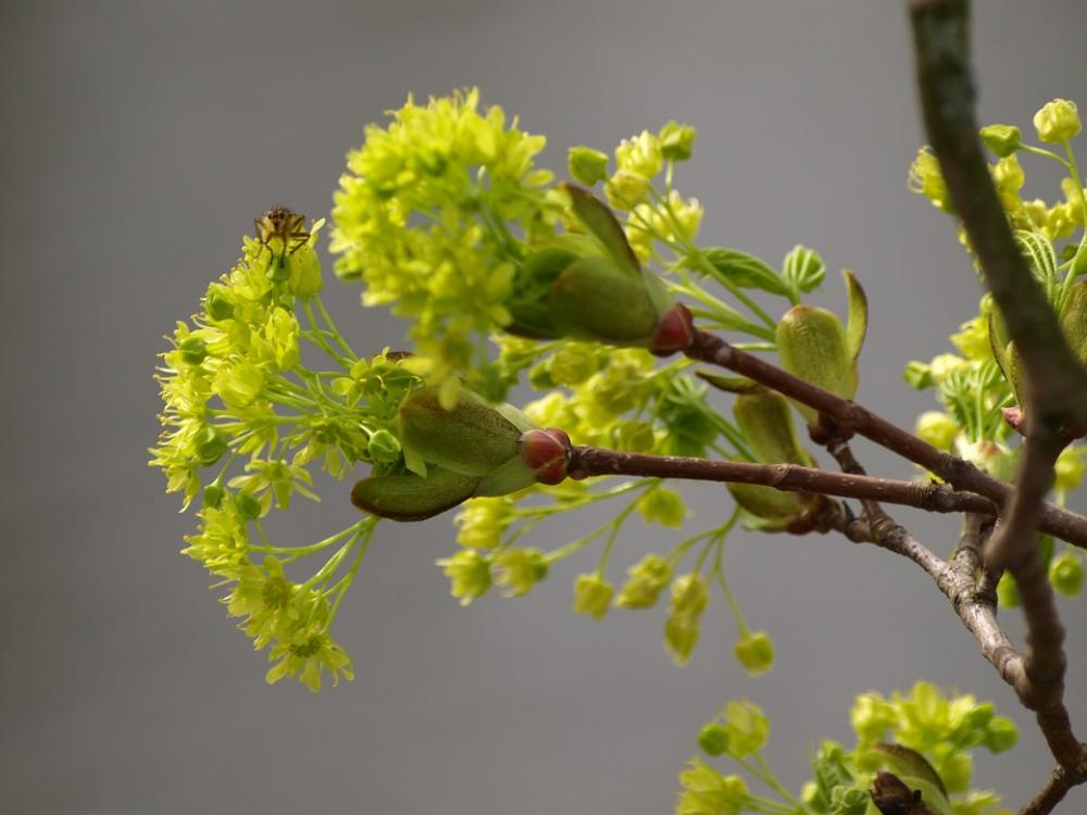Blossom Bloom Plant Insect Blossom Bloom Plant Insect