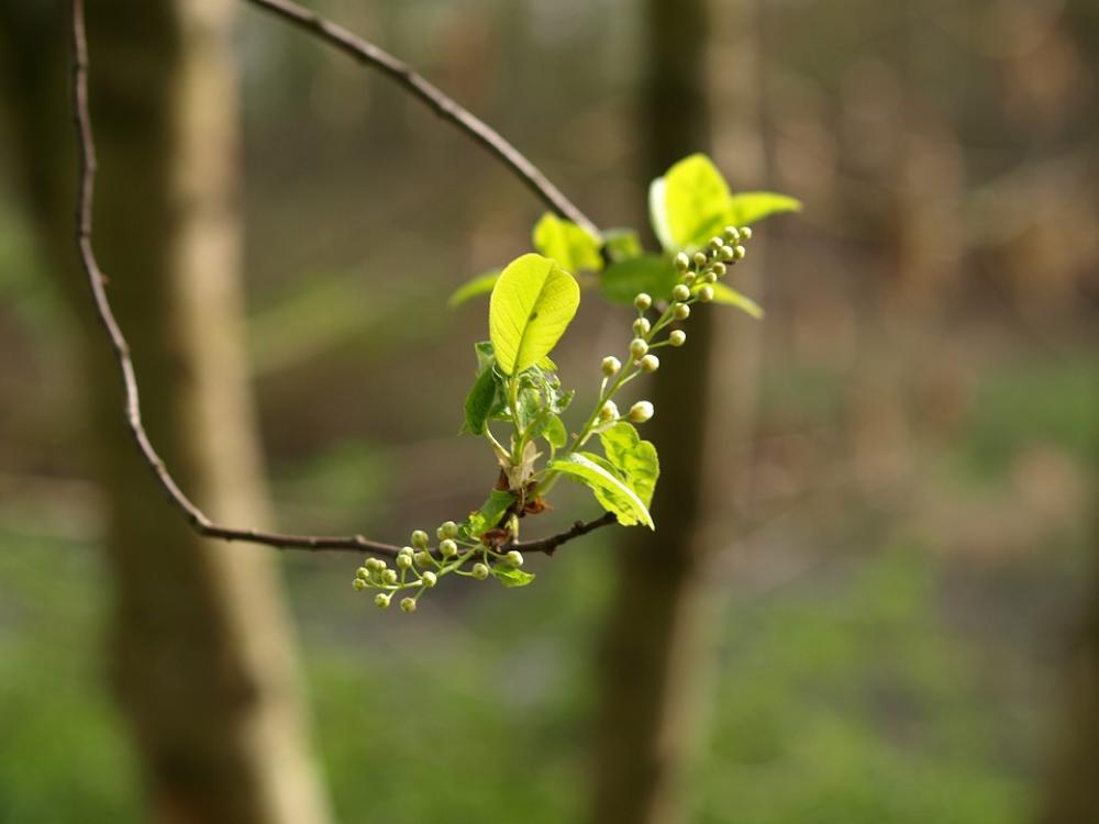 Blossom Bloom Bud Nature Green Blossom Bloom Bud Nature Green