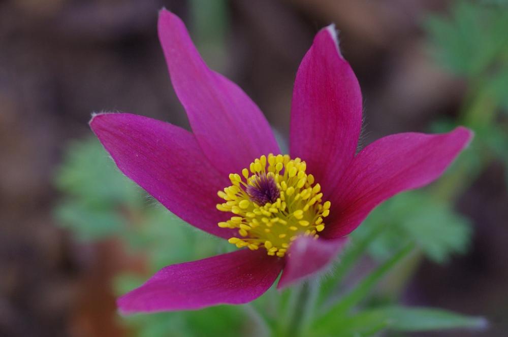 Flower Blossom Bloom Pink Macro Close Up Spring Flower Blossom Bloom Pink Macro Close Up Spring