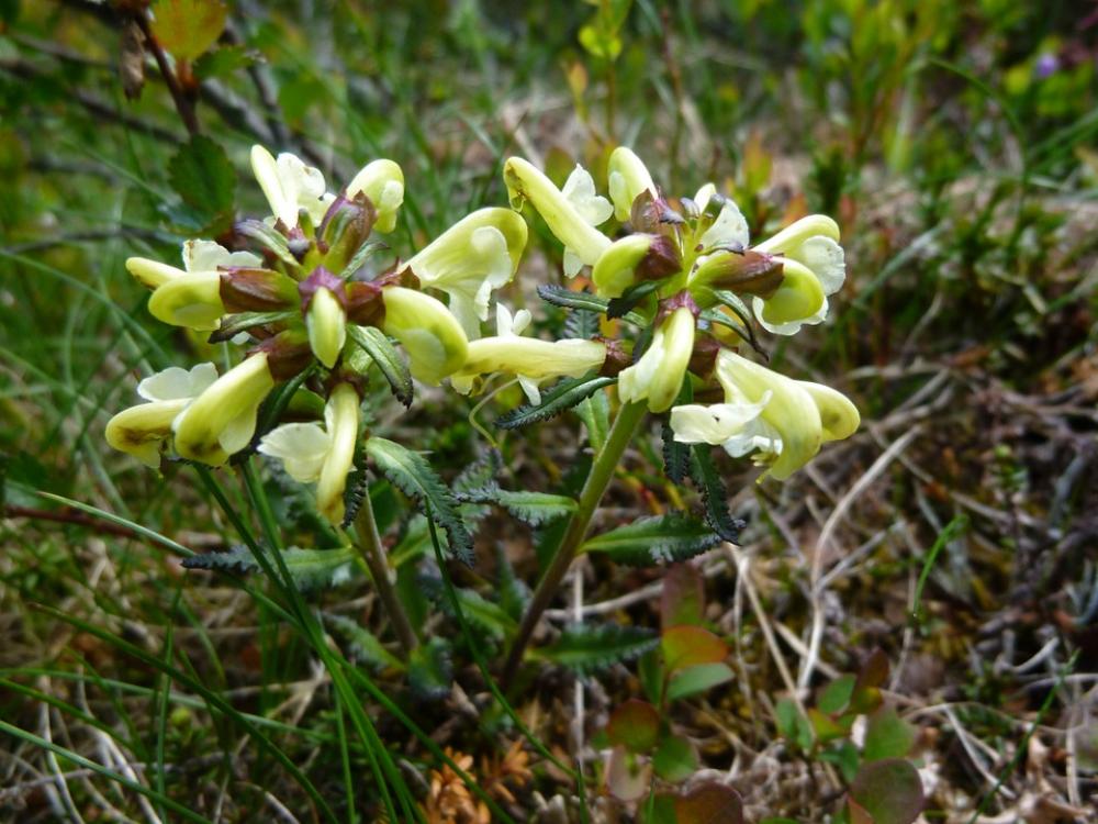 Flower Fauna Flowers Yellow Mountain Flower Flower Fauna Flowers Yellow Mountain Flower