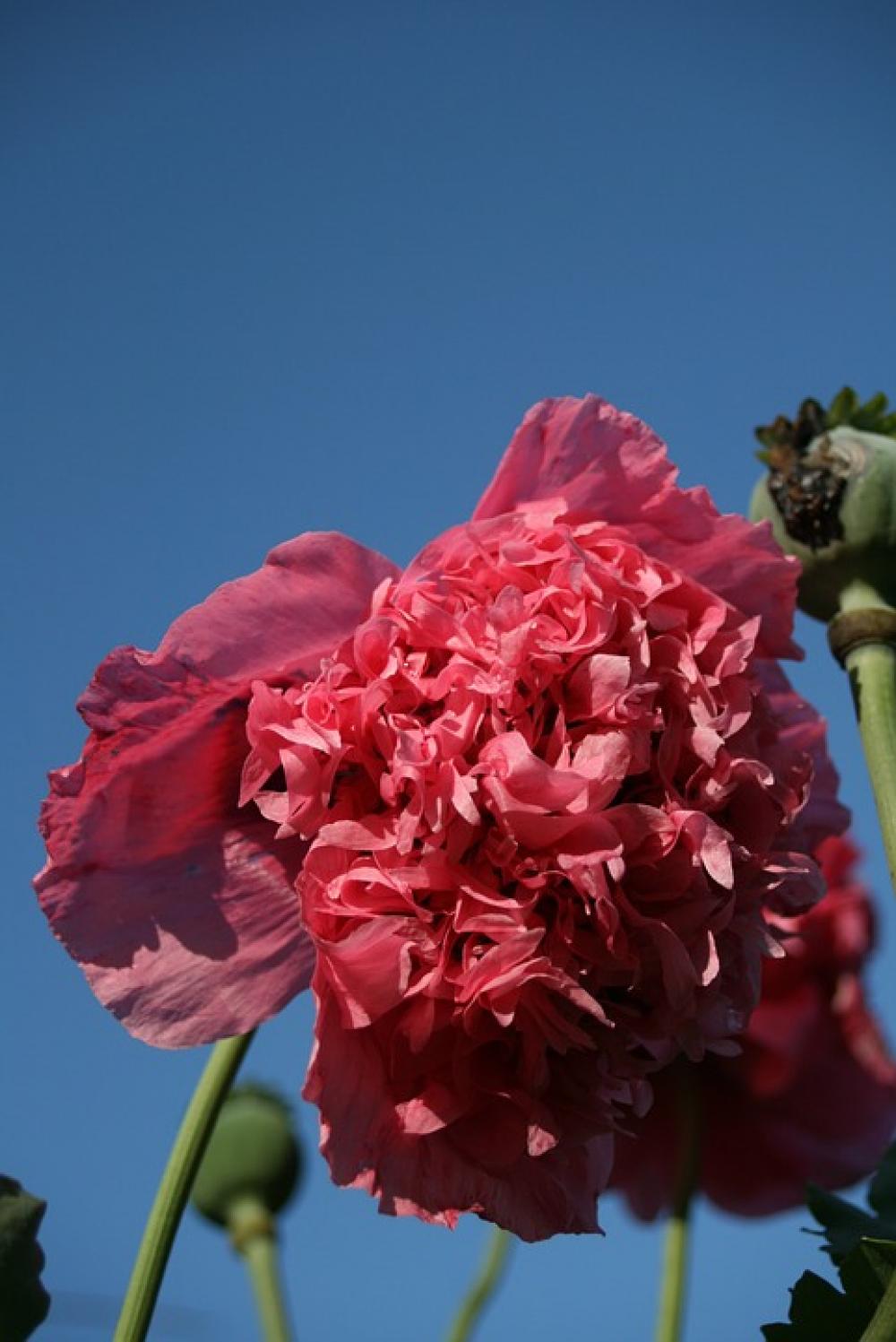 Flower Pink Frou Frou Poppy Summer Garden Sky Flower Pink Frou Frou Poppy Summer Garden Sky