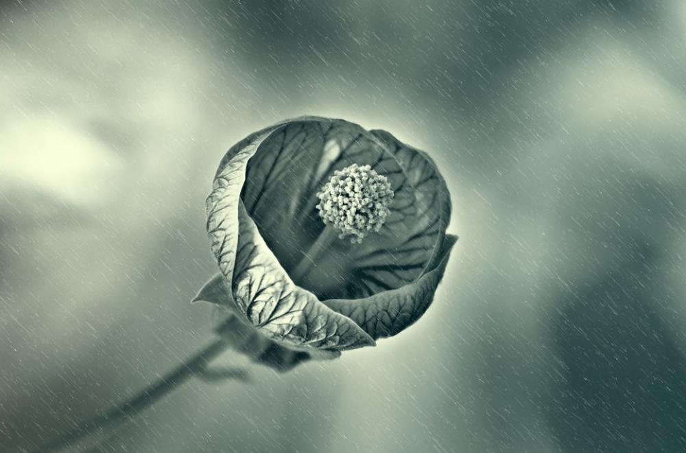 Flower Rain Wet Drops Droplet Spring Light Sun Flower Rain Wet Drops Droplet Spring Light Sun