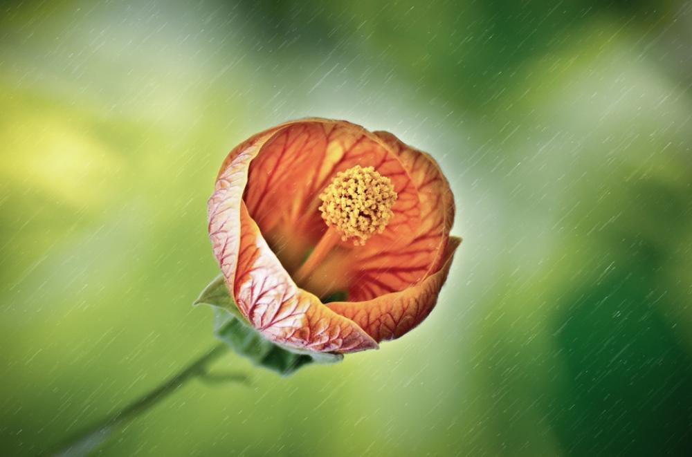 Flower Rain Wet Drops Droplet Spring Light Sun Flower Rain Wet Drops Droplet Spring Light Sun