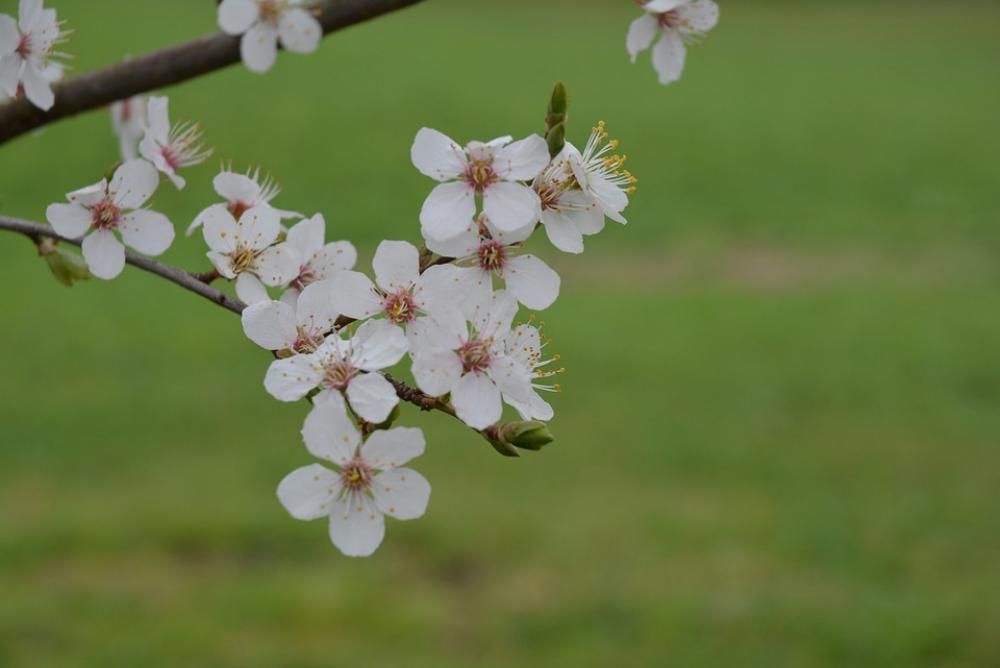 Blossom Bloom White Green Blossom Bloom White Green