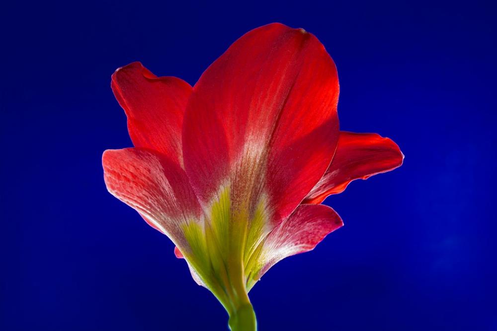 Blossom Bloom Flower Red Blossom Bloom Flower Red