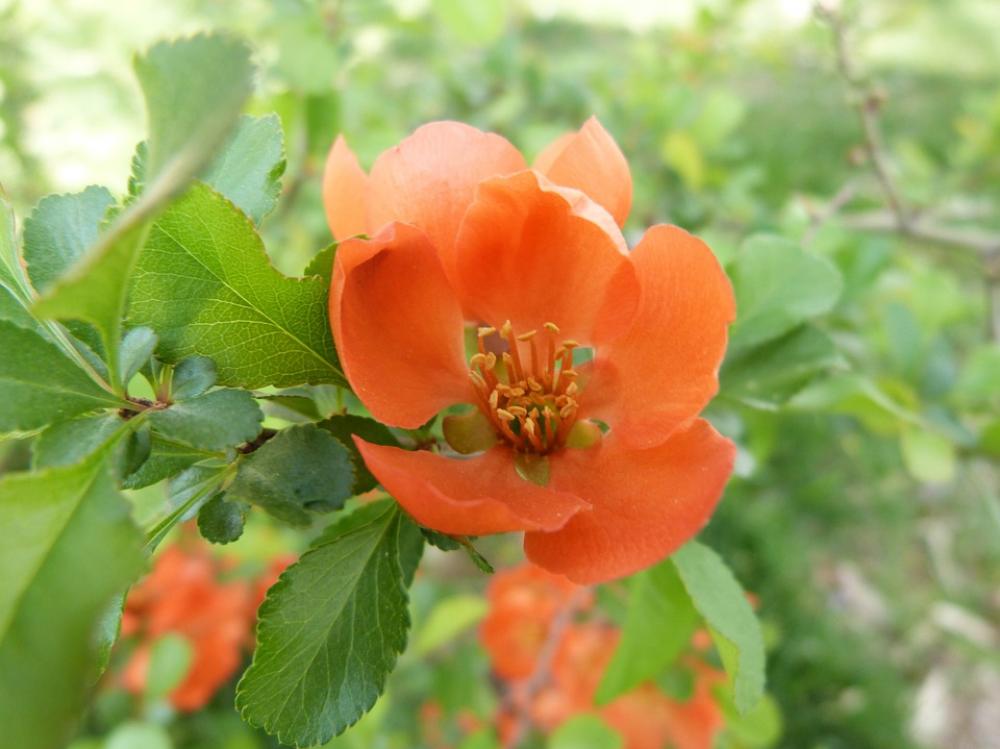 Flower Bright Nature Petals Beautiful Wild Pear Flower Bright Nature Petals Beautiful Wild Pear