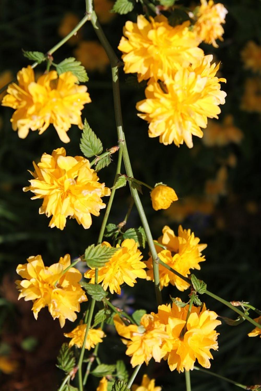 Flower Spring Flowers Spring Flower Spring Flowers Spring