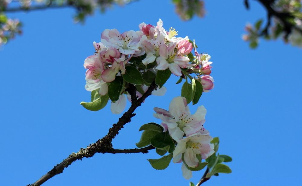 Blossom Bloom Apple Blossom Spring Flower Tree Blossom Bloom Apple Blossom Spring Flower Tree