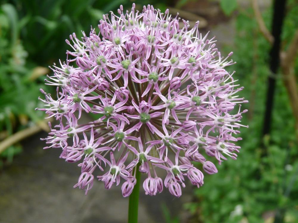 Blossom Bloom Violet Flowers Purple Flower Blossom Bloom Violet Flowers Purple Flower