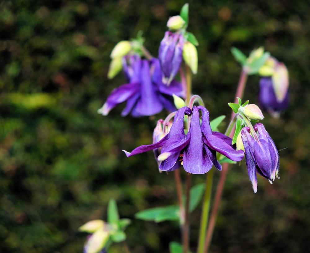 Flower Blossom Bloom Purple Discreet Bell Shaped Flower Blossom Bloom Purple Discreet Bell Shaped