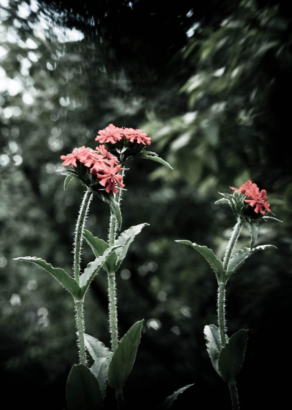 Flower Garden Flower Summer Bloom Flower Garden Flower Summer Bloom