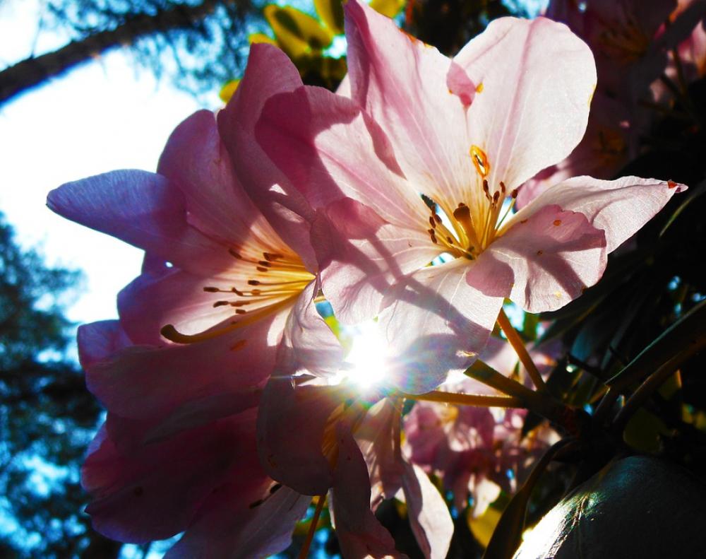 Flower Light Pink Petal Flower Light Pink Petal