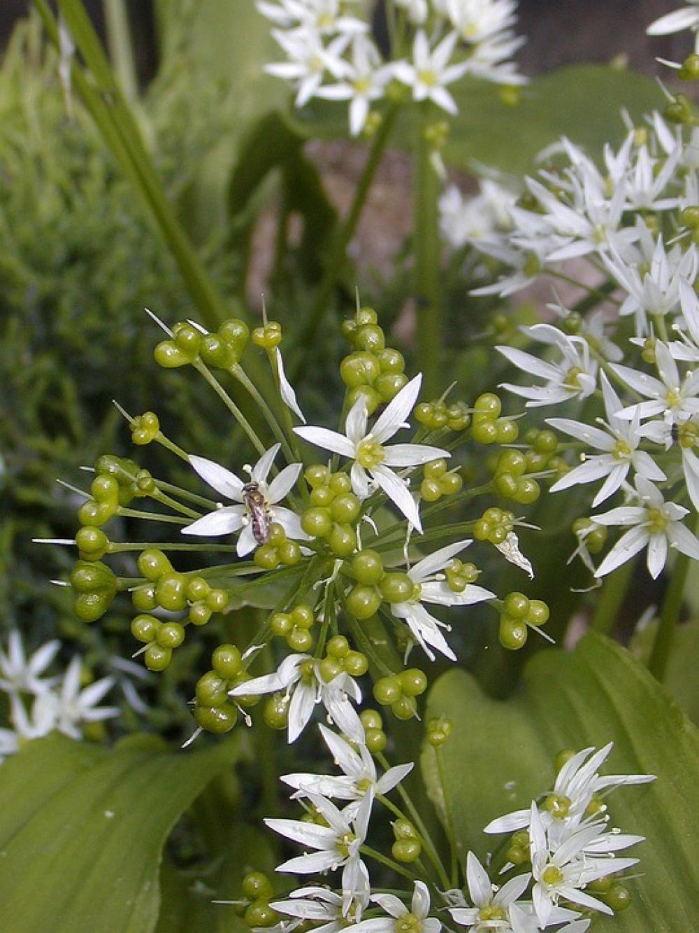 Flower Garden White Green Spring Detail Flower Garden White Green Spring Detail