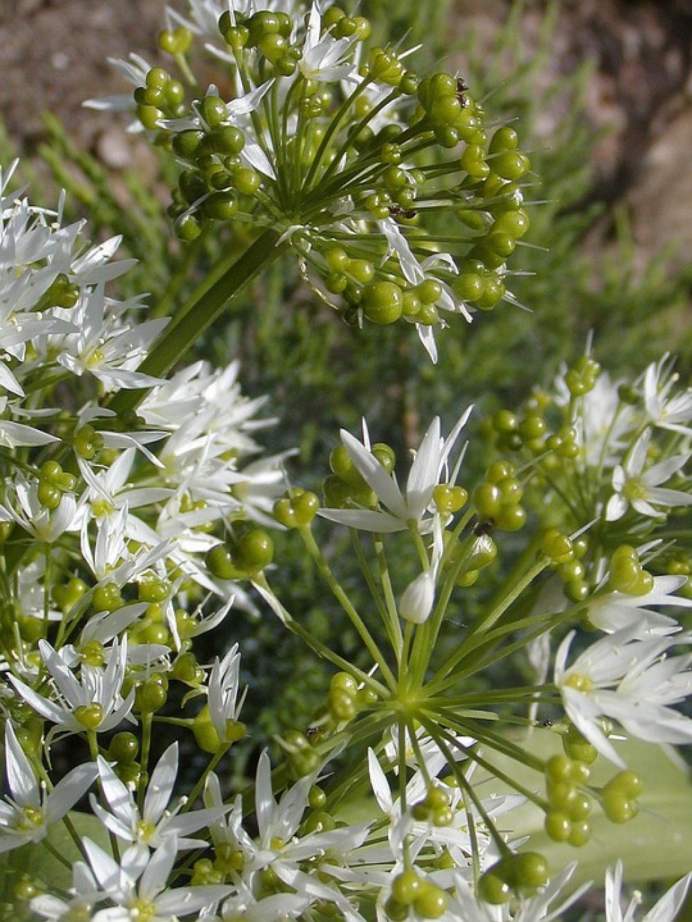 Flower Spring Plant White Green Garden Flower Spring Plant White Green Garden