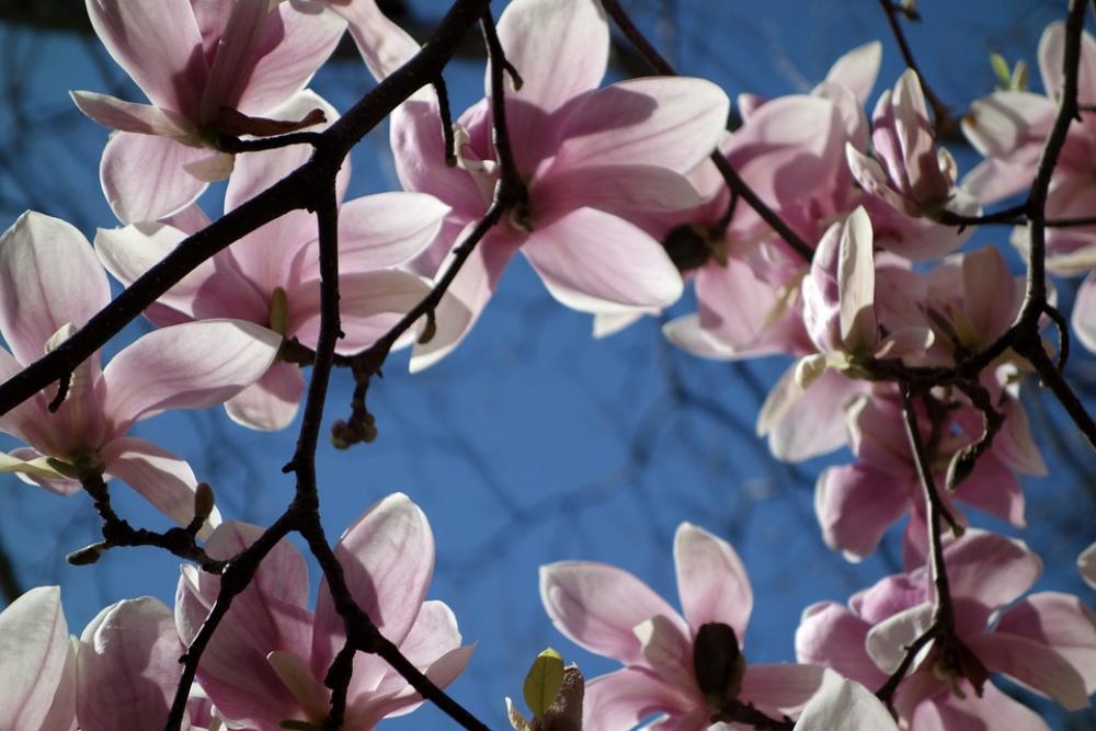 Blossom Bloom Plant Magnolia Flower Nature Bloom Blossom Bloom Plant Magnolia Flower Nature Bloom