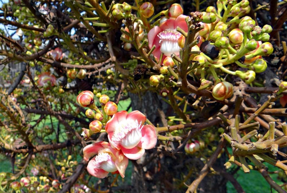 Flower Buds Couroupita Guianensis Cannonball Tree Flower Buds Couroupita Guianensis Cannonball Tree