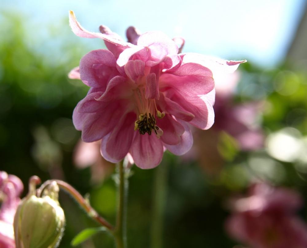 Blossom Bloom Pink Wild Flower Close Up Blossom Bloom Pink Wild Flower Close Up