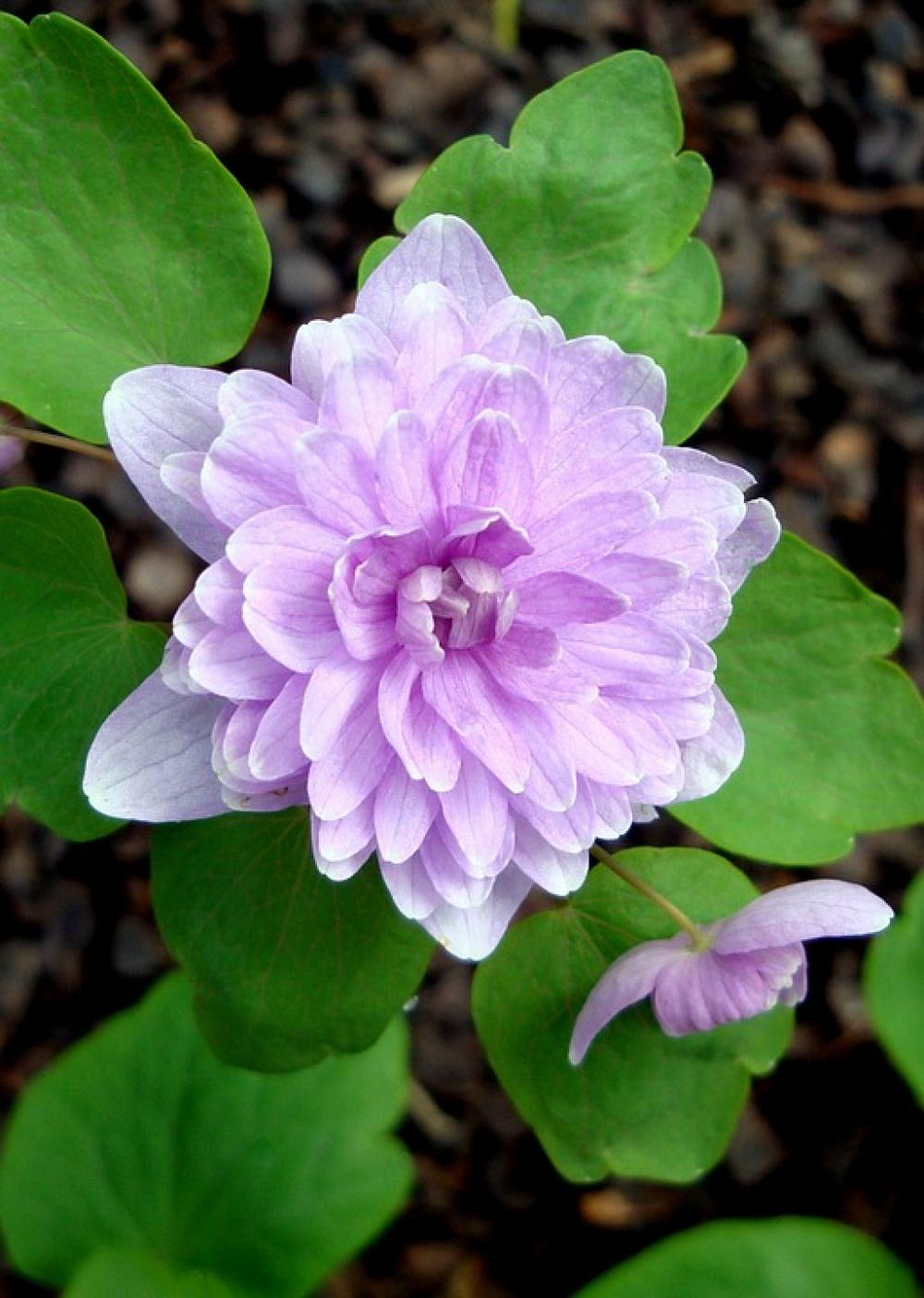Flower Spring Pink Flower Spring Pink