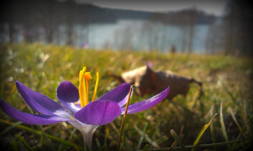 Flower Lake Nature Plants Landscape Macro Spring Flower Lake Nature Plants Landscape Macro Spring
