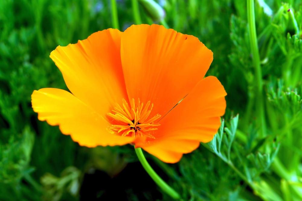 Flower Blossom Bloom Orange Flowers Sweet Colorful Flower Blossom Bloom Orange Flowers Sweet Colorful