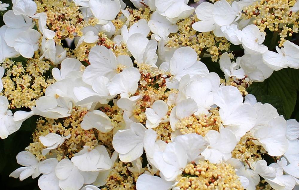 Flower Flowers Hydrangea Climbing Leaves Flower Flowers Hydrangea Climbing Leaves