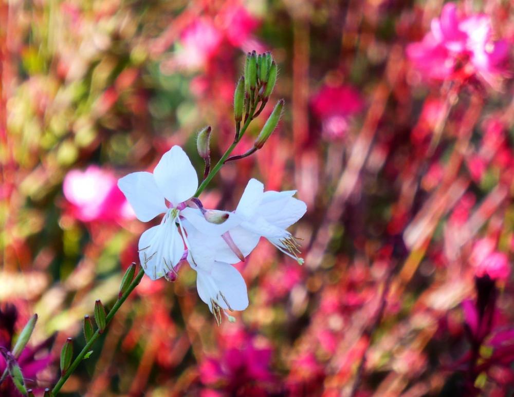 Flower Wind Plant The Expression Of Flower Wind Plant The Expression Of