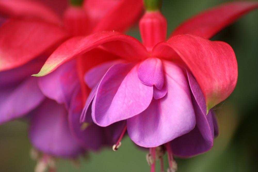 Flower Blossom Flowers Bloom Purple Red Nature Flower Blossom Flowers Bloom Purple Red Nature