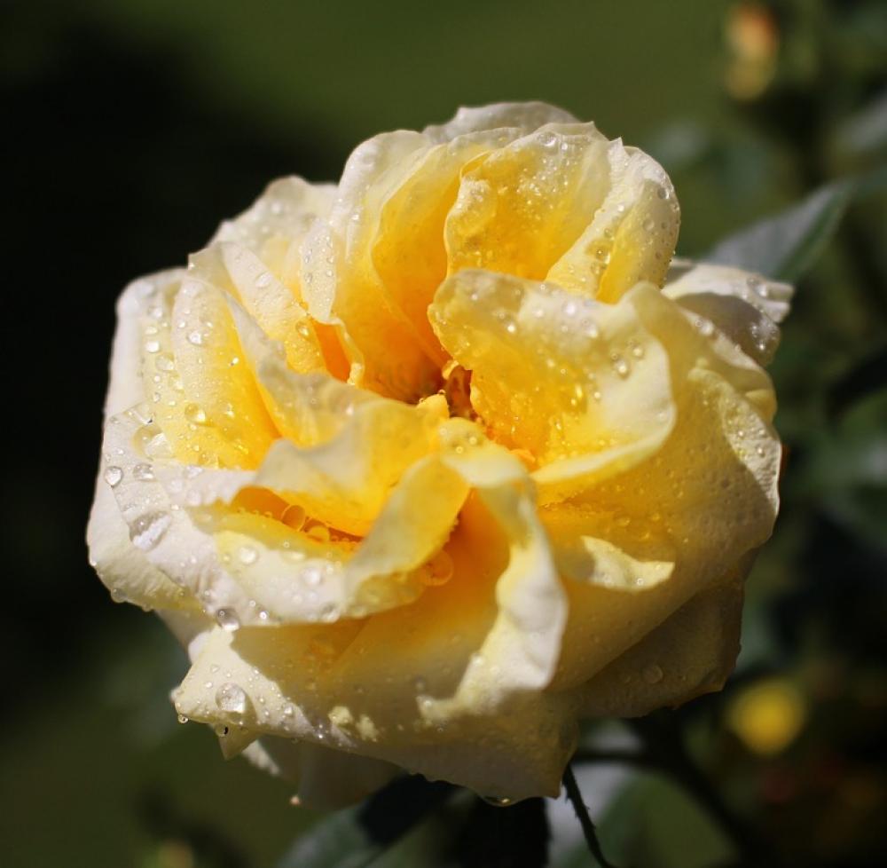 Flower Blossom Bloom Rose Yellow White Beauty Flower Blossom Bloom Rose Yellow White Beauty