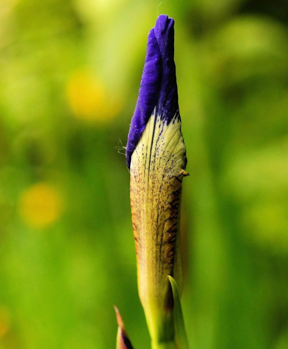 Flower Blossom Bloom Blue Closed Close Up Hope Flower Blossom Bloom Blue Closed Close Up Hope