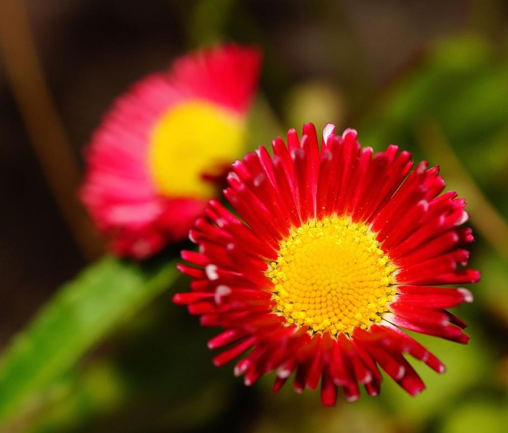 Flower Blossom Bloom Red Yellow Colorful Sweet Flower Blossom Bloom Red Yellow Colorful Sweet